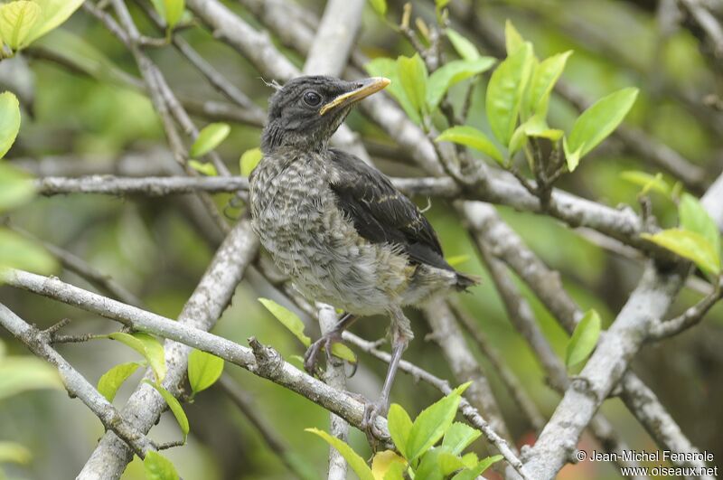 Sao Tome Thrush