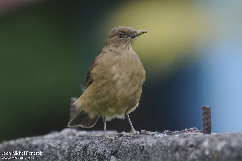 Clay-colored Thrushadult, close-up portrait