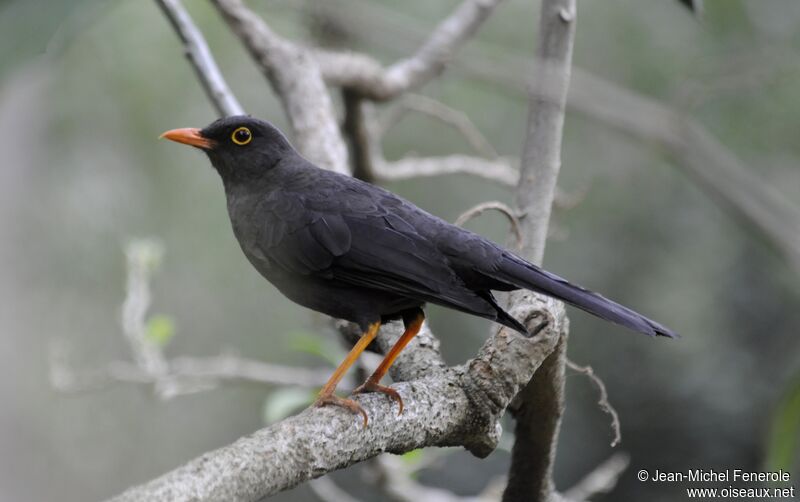 Great Thrush male adult