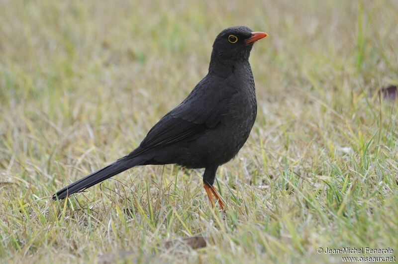 Great Thrush