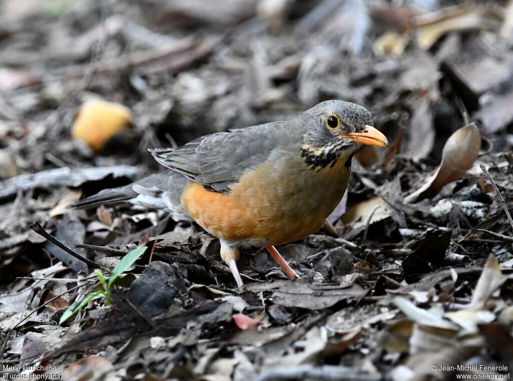 Kurrichane Thrush