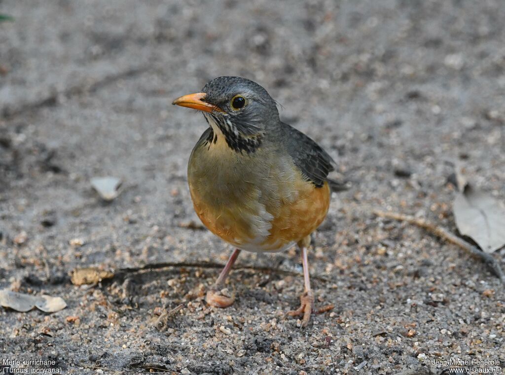 Kurrichane Thrush