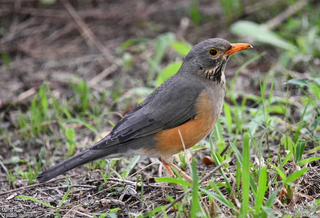 Kurrichane Thrush
