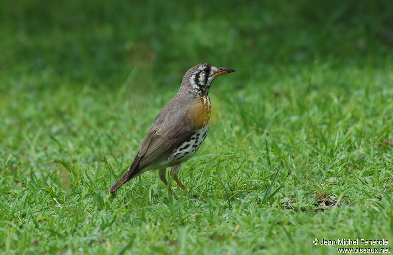 Groundscraper Thrushadult, identification