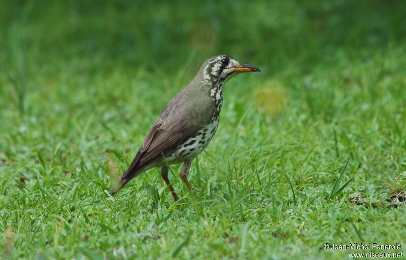 Groundscraper Thrush