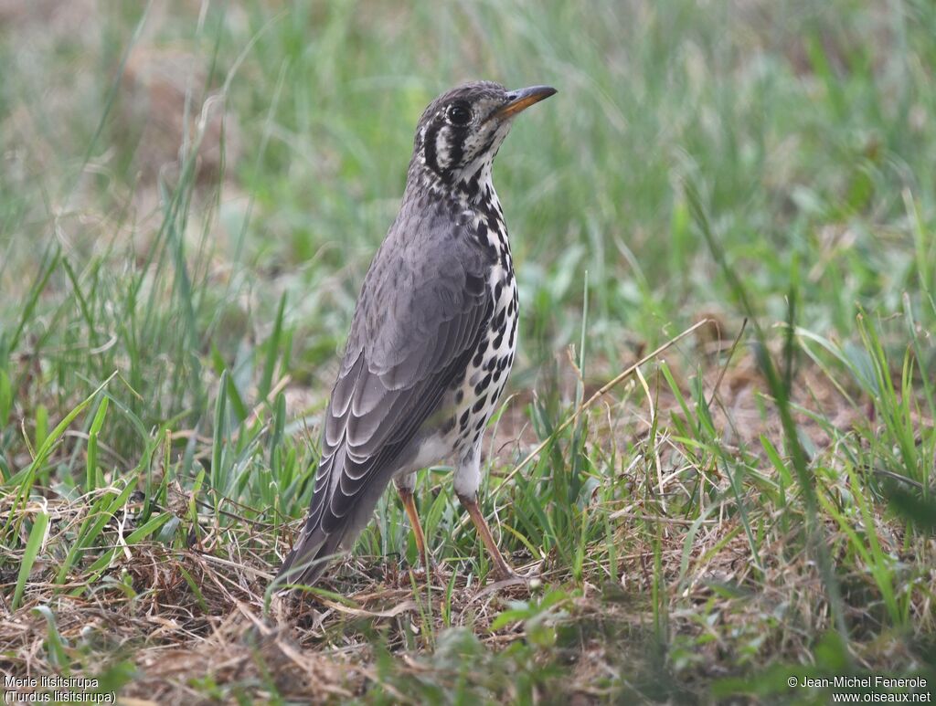 Groundscraper Thrush - Grive litsitsirupa<br />