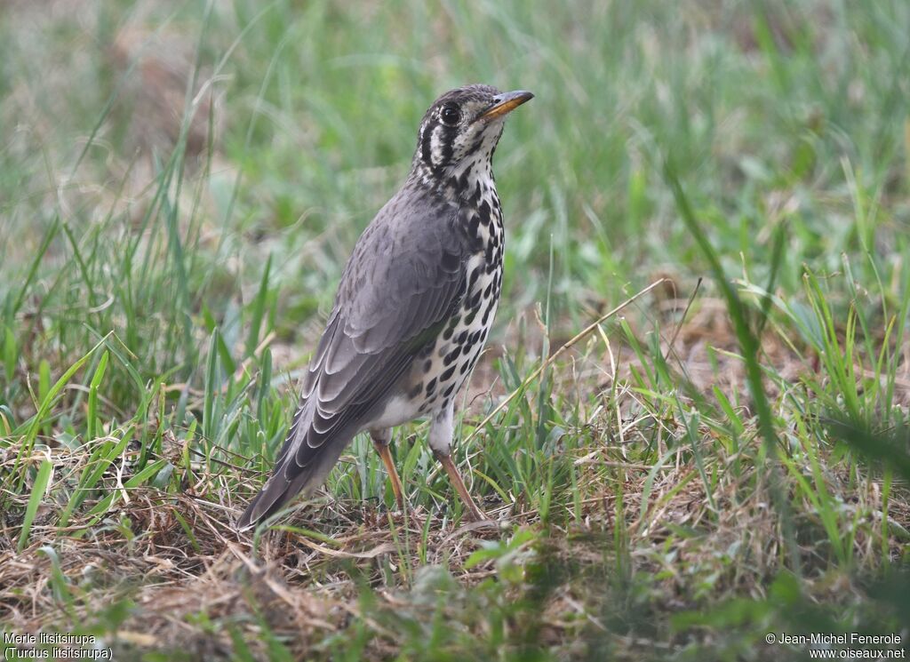 Groundscraper Thrush - Grive litsitsirupa<br />
