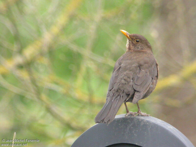 Common Blackbird