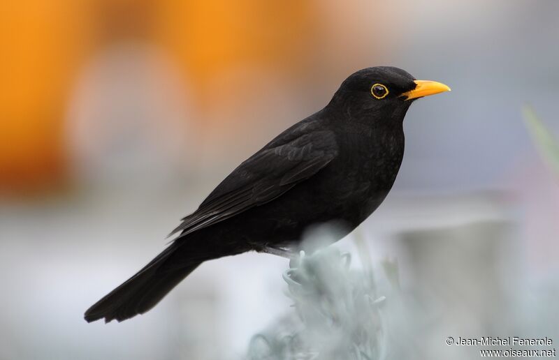 Common Blackbird