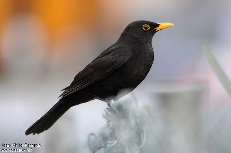 Common Blackbird male adult post breeding, identification