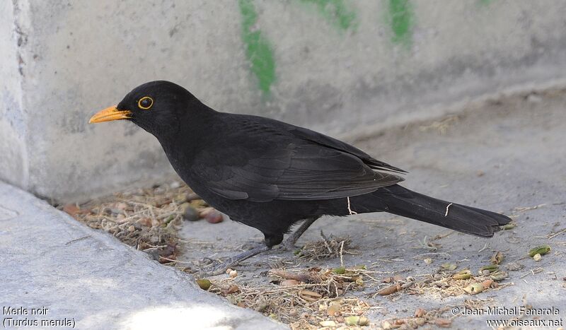 Common Blackbird