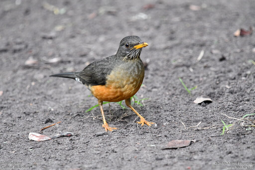 Olive Thrush