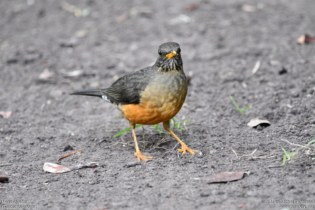 Olive Thrush