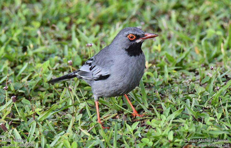 Red-legged Thrush