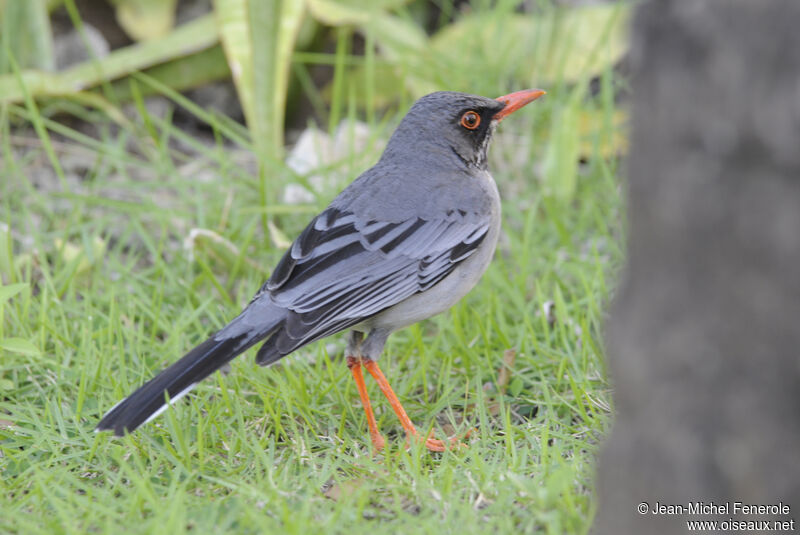 Red-legged Thrush