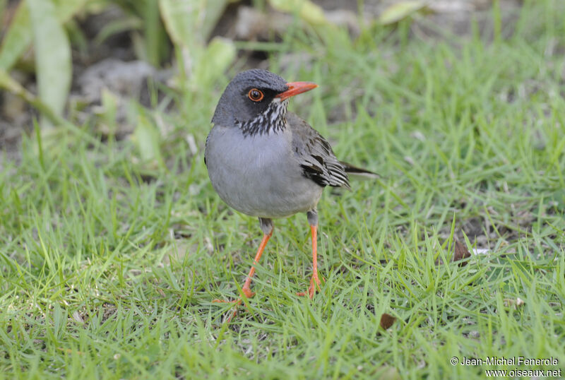 Red-legged Thrush