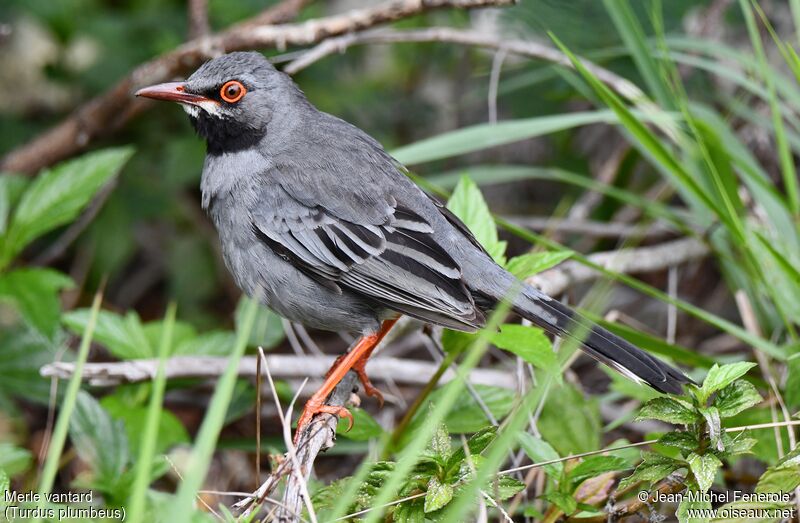 Red-legged Thrush