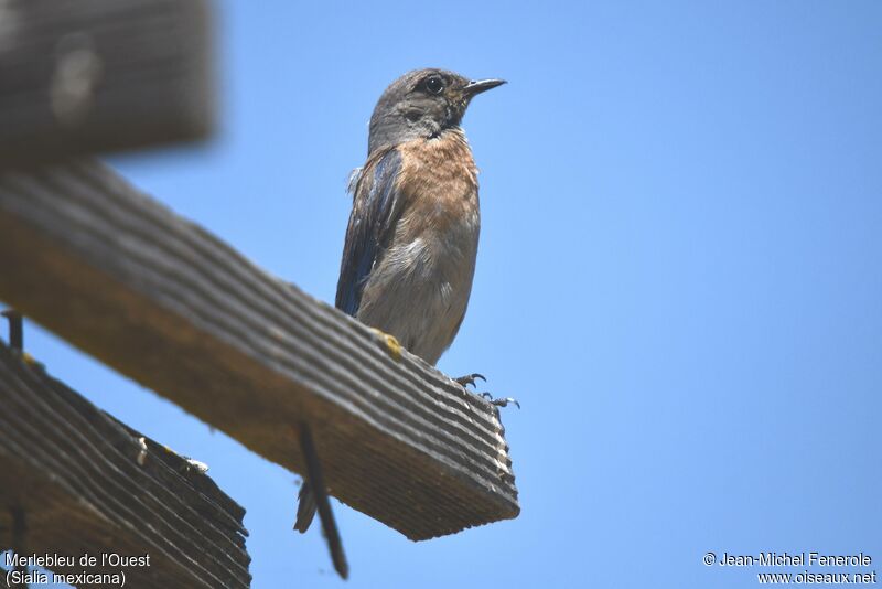 Western Bluebird