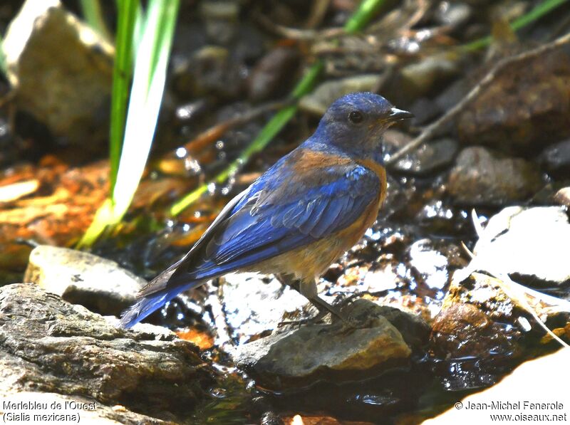 Western Bluebird