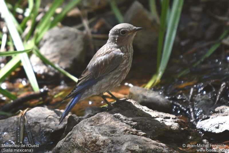 Western Bluebirdimmature