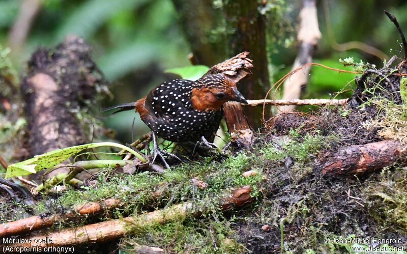 Ocellated Tapaculo