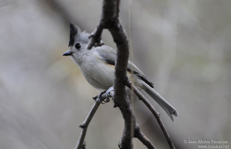 Black-crested Titmouse