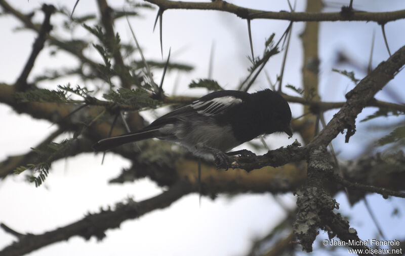 Mésange à ventre blanc