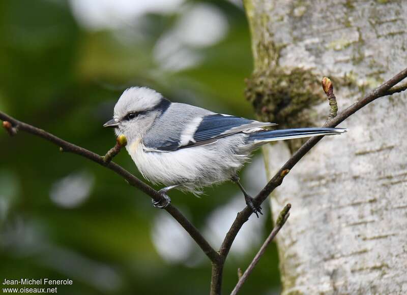 Azure Titadult breeding, identification