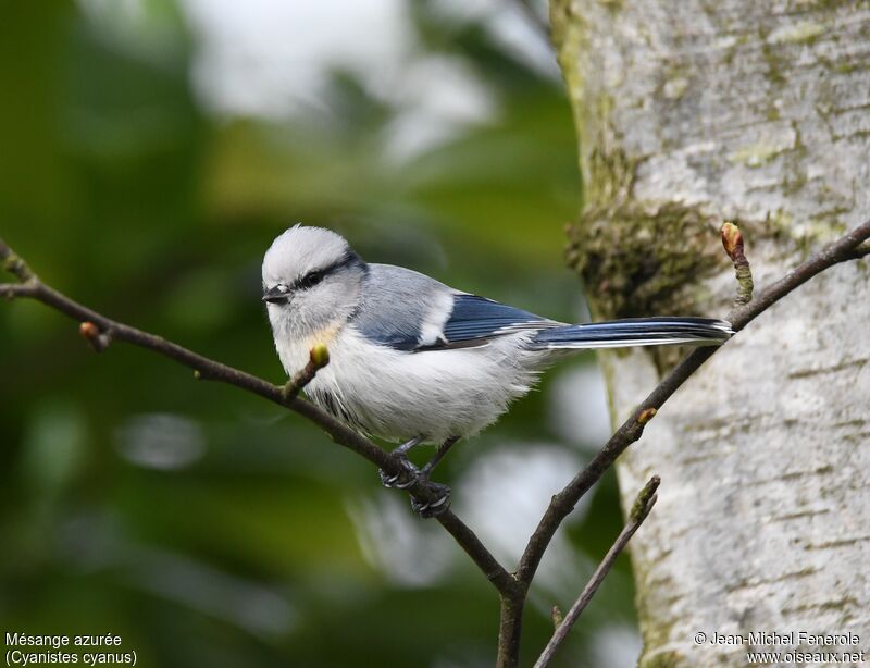 Azure Tit