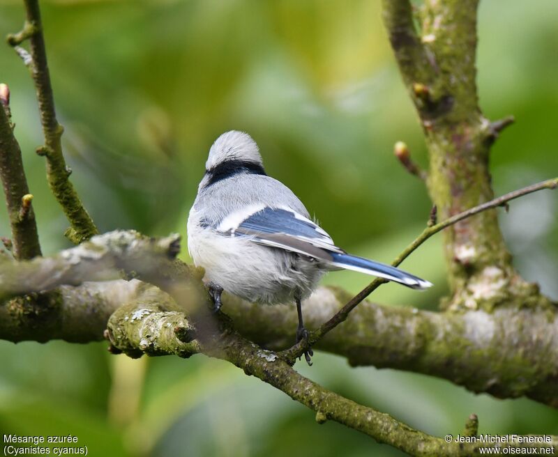 Mésange azurée