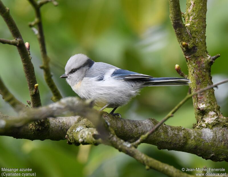 Azure Tit