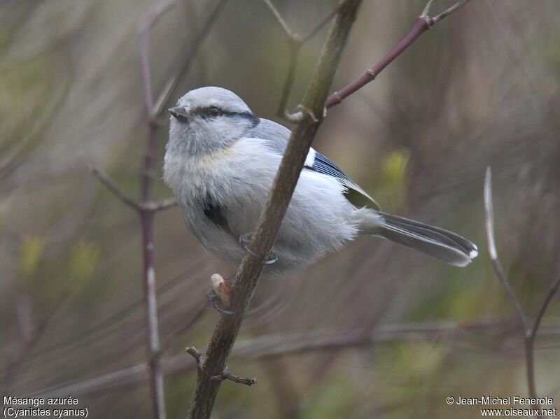 Azure Tit