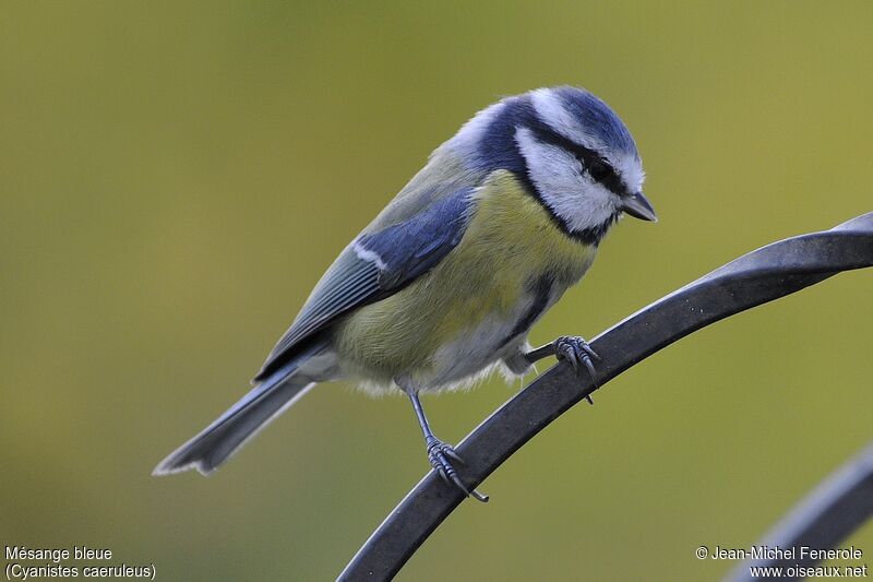 Mésange bleue