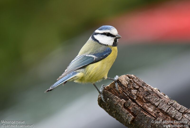 Mésange bleue