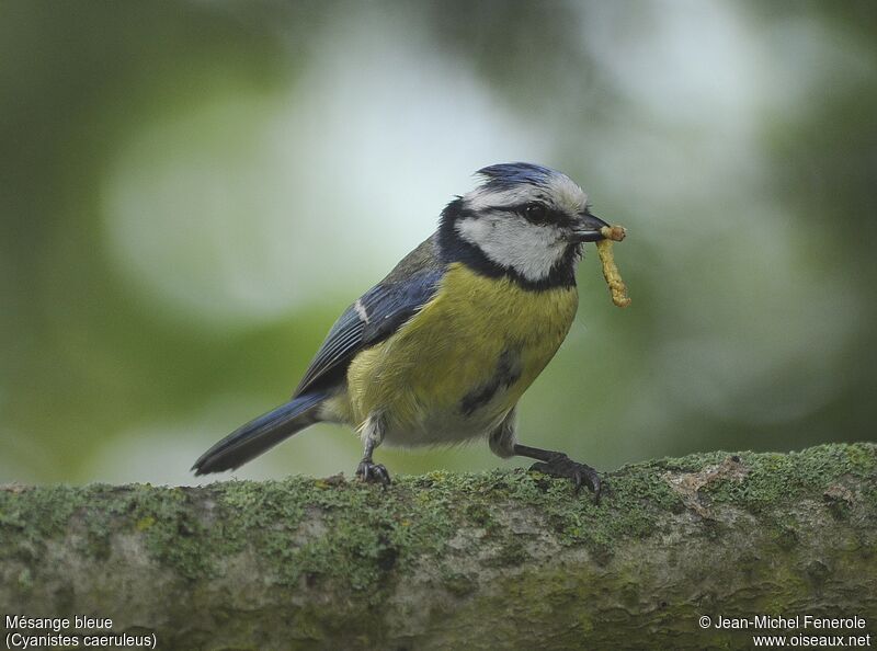 Eurasian Blue Tit