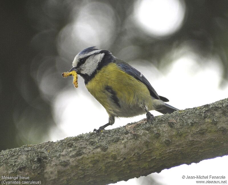 Eurasian Blue Tit