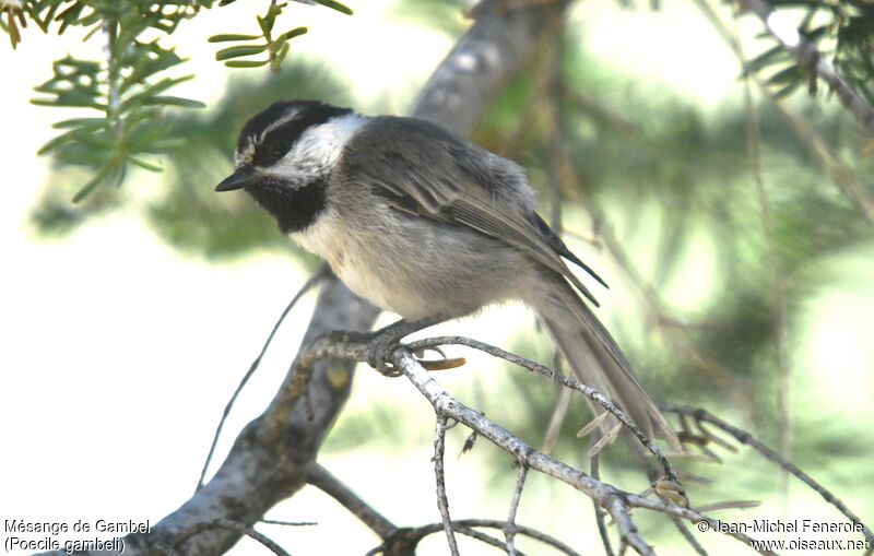 Mésange de Gambel