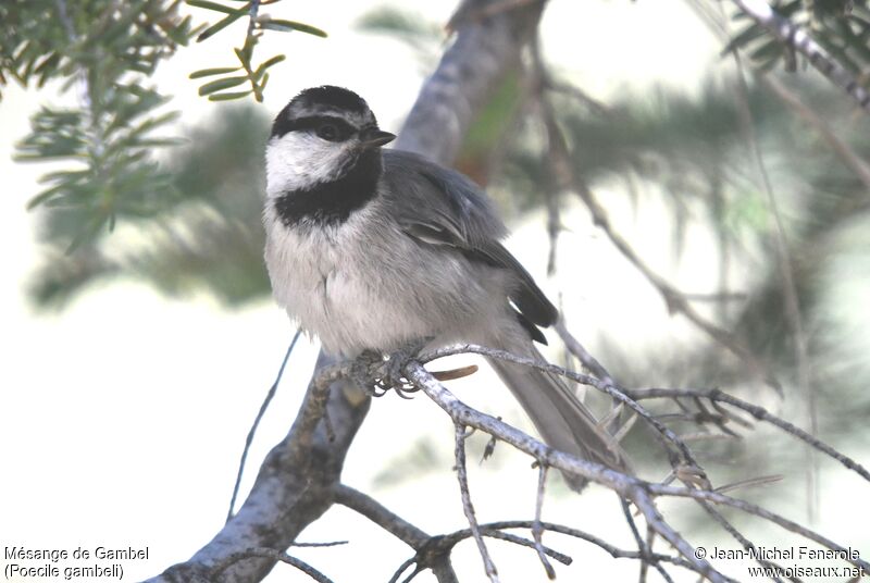 Mountain Chickadee