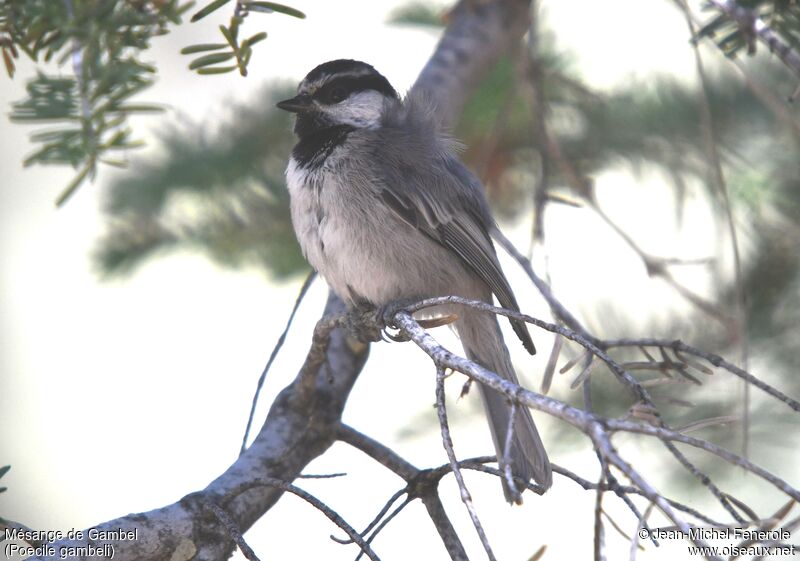 Mésange de Gambel