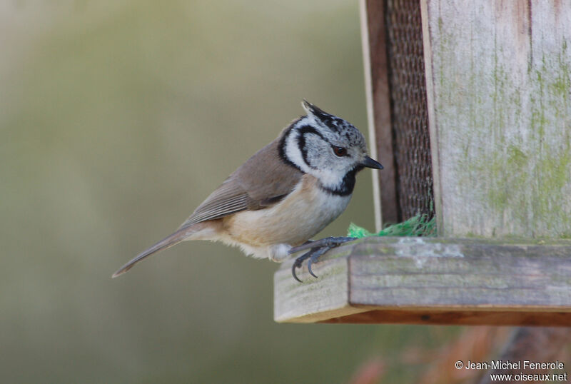 Crested Tit