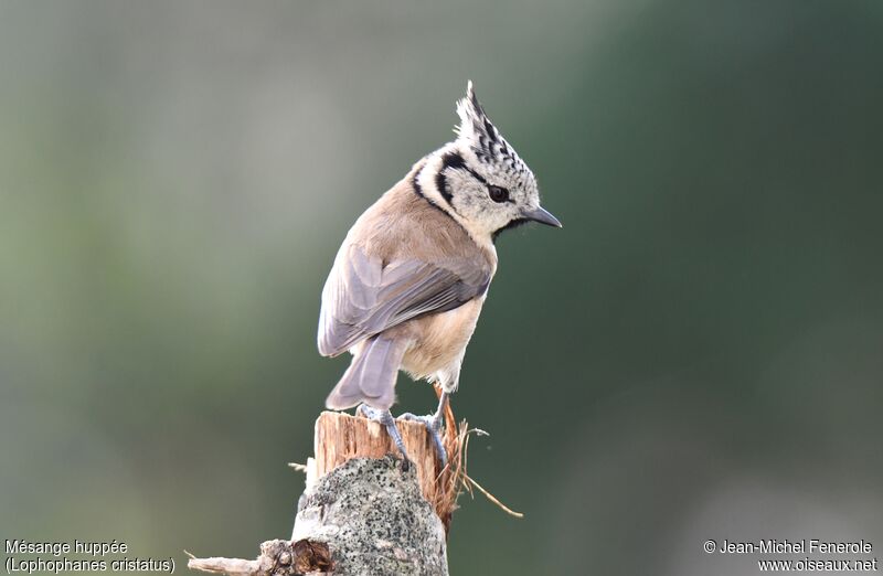 Mésange huppée