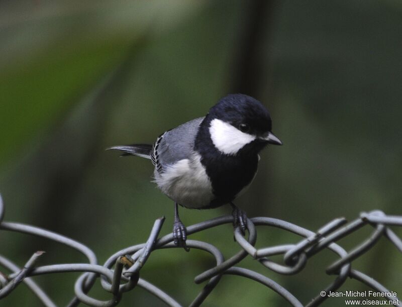 Cinereous Tit