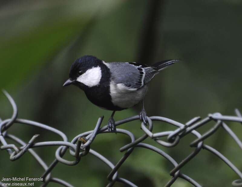 Cinereous Tit