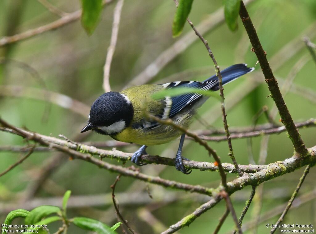 Mésange montagnarde