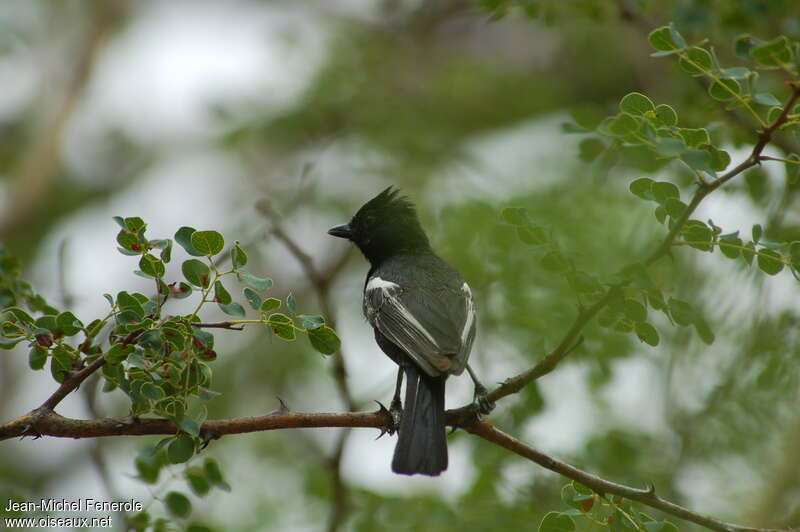 Southern Black Titadult, habitat, pigmentation