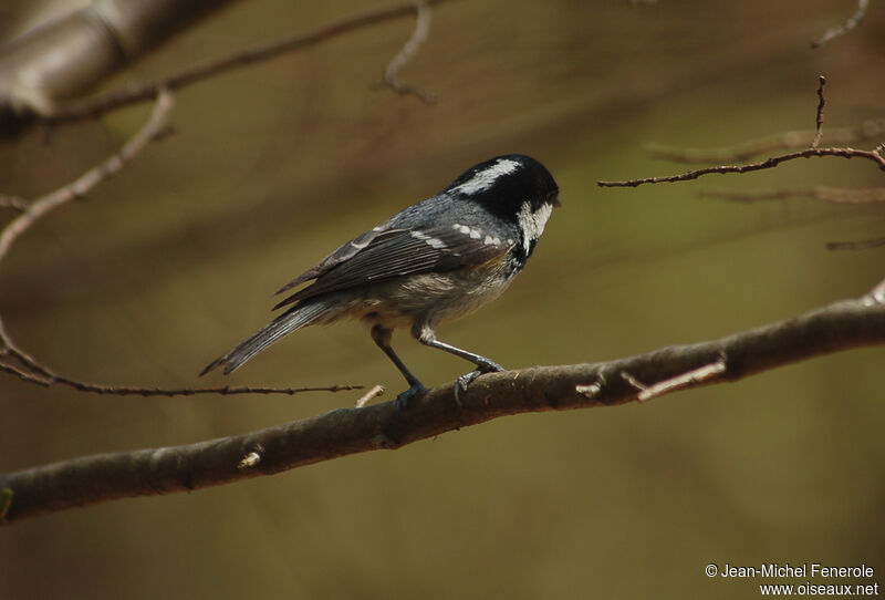 Coal Tit