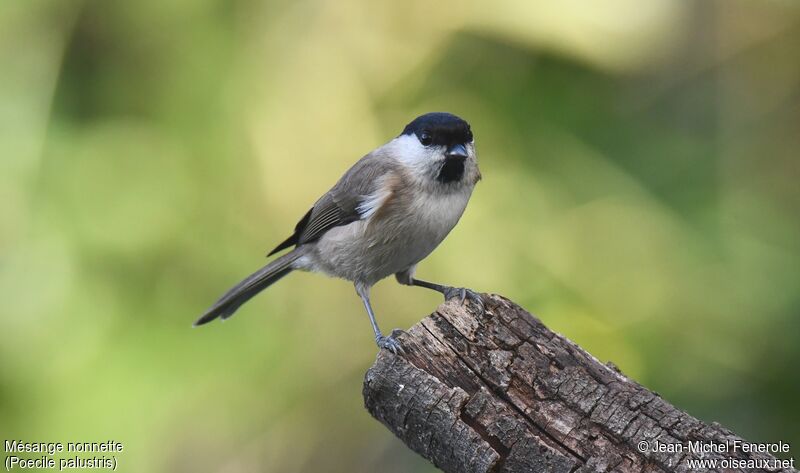 Mésange nonnette