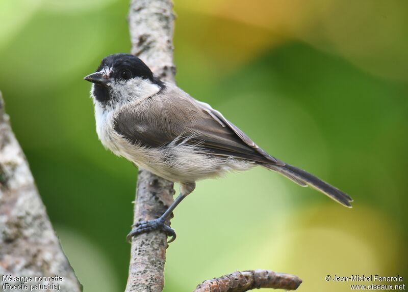 Marsh Tit