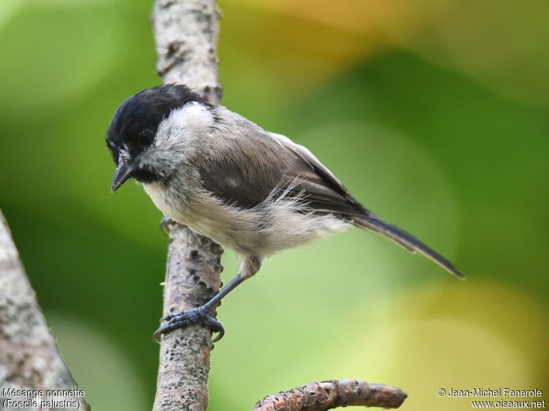 Mésange nonnette