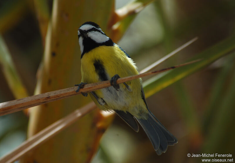 Mésange nord-africaine